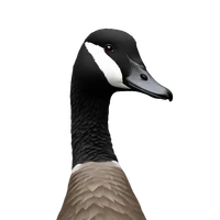 Harry Mellor's profile picture