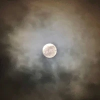 Mo Li's profile picture